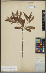 Foto von Salix appendiculata Vill. x Salix eleagnos Scop.